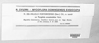 Meliola portoricensis image